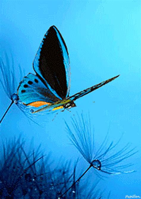 butterfly gif|butterfly wallpaper gif.